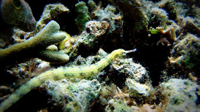 Dragonface pipefish (Corythoichthys haematopterus) or Messmate pipefish is relative of seahorse.