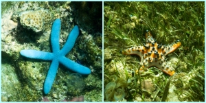 Linckia Sea Star Blue (Linckia laevigata) and Chocolate Chip Sea Star (Protoreaster nodosus). Photo by Ikhwanudin