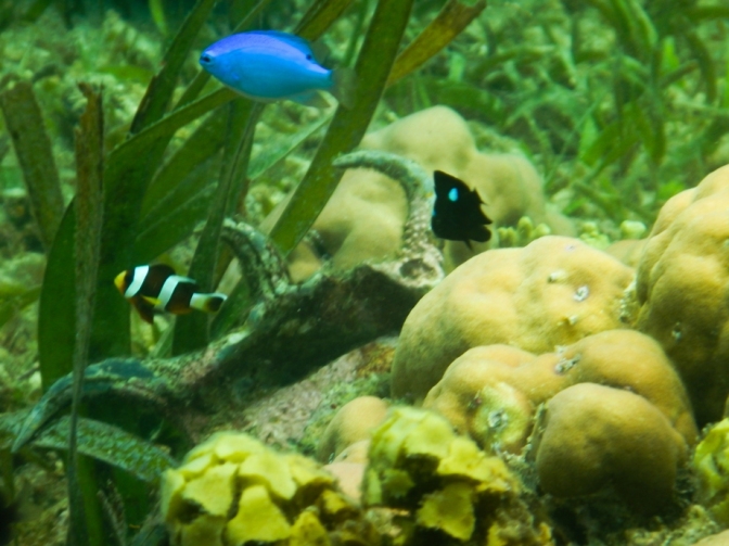 The saddleback clownfish or yellowfin anemonefish (Amphiprion polymnus), Blue damsel (Chrysiptera cyanea), and Domino damsel or three spot damsel (Dascyllus trimaculatus) in shallow sandbank region. Photo by Ikhwanudin