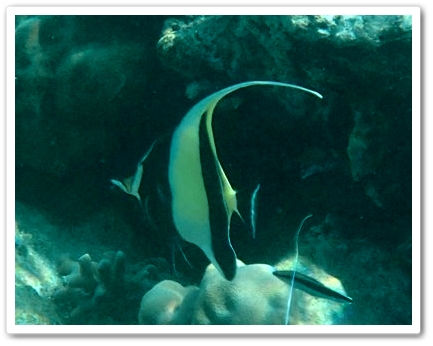 Moorish Idol (Zanclus cornutus). Family: Zanclidae Category: Zanclidae Size: 5 to 8 in. (13 to 20 cm) Depth: 10-300 ft. (3-90 m) Distribution: Indo-Pacific, Hawaii, Gulf of California, Pacific Coast of Mexico to Peru Note: Only know n species in family Zanclidae source: http://reefguide.org/indopac/Zanclidae.html Photo by Handriansyah