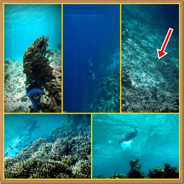 Dare to free dive? See the red arrow pointing at Banded Sea Krait (Laticauda colubrina). Photo by Yulian Kundarto and Yuto Hori 