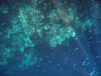 Hundreds of blue fishes passing by below me