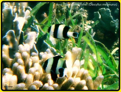 four-stripe damselfishes. We found many of them  both in the shallow and deeper coral