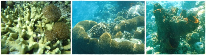 Branched Finger coral, Blushing Star Coral, Acropora subulata, and turnicates.Photo by krishna